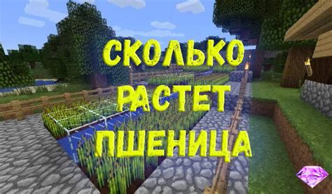 Сколько растет пшеница в Minecraft - CubixWorld.net