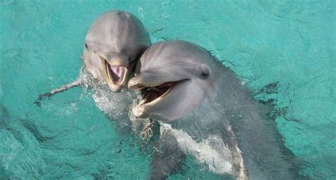 Create Meme Fuck You Goof Fuck You Goof Dolphin Dolphin Pictures Meme Arsenal