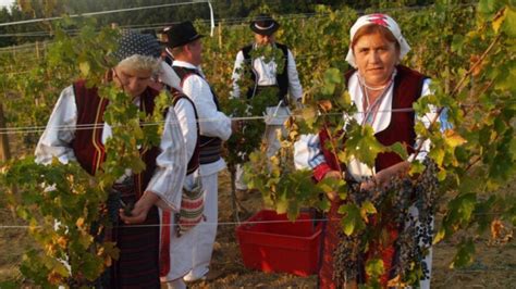 Martinje uz manji urod ali kvalitetnije grožđe Vinogradarstvo