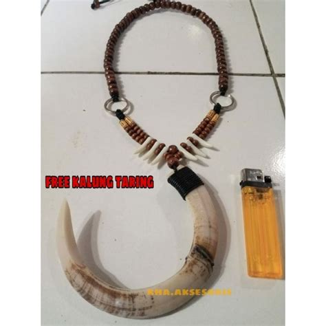 Jual Kalung Etnik Dayak Taring Babi Tarbi Hutan Pria Wanita Shopee