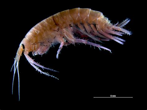 Intermediate Topic - Amazing Amphipods | Reef2Reef