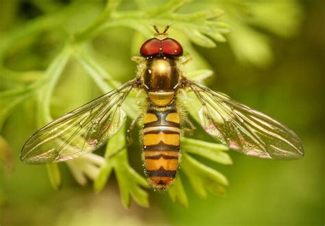 Premium Photo Episyrphus Balteatus Marmalade Hoverfly Standing On The