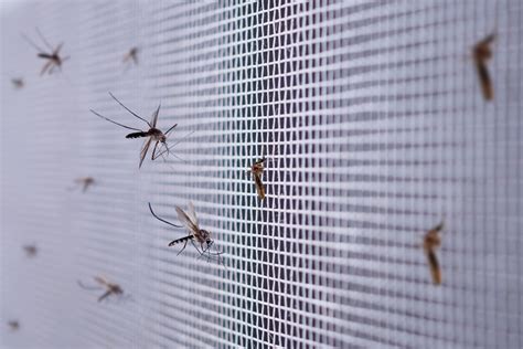 Alto riesgo de proliferación de varias especies de mosquitos este verano