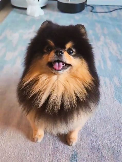 Yeontan 💜🐶 | Gambar, Rapper, Seokjin