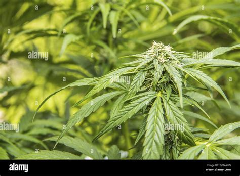 Cannabis Plant With Buds Stock Photo Alamy