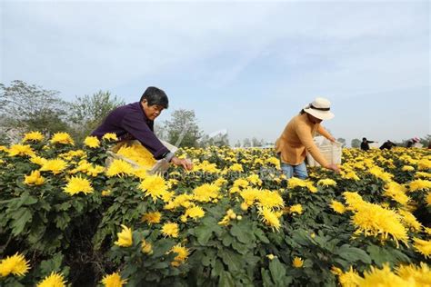 安徽蒙城：金丝黄菊进入采摘期 人民图片网