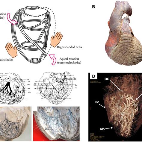 Orientation Of Myocardial Fibers And Arrangement Of The Purkinje Fibers