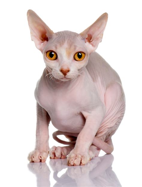 Sphynx Cat - PetSecure