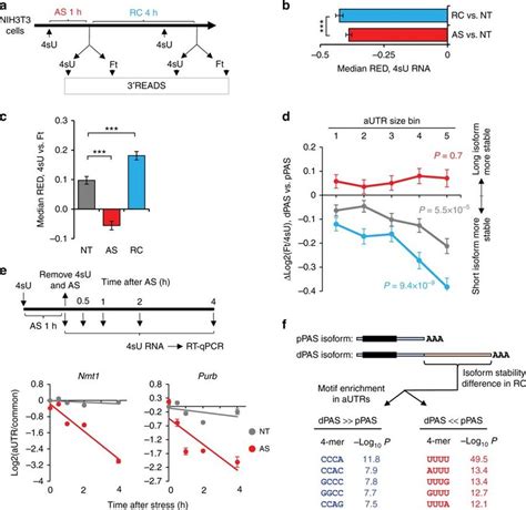 Both Preferential Expression Of Short Utr Isoforms And Degradation Of