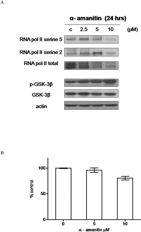 AT7519 A Novel Small Molecule Multi Cyclin Dependent Kinase Inhibitor