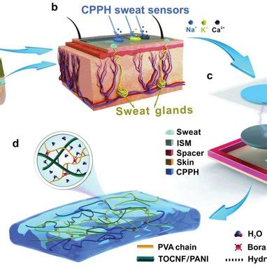 Working Mechanism And Output Performance Of Cpph Selfpowered Sweat