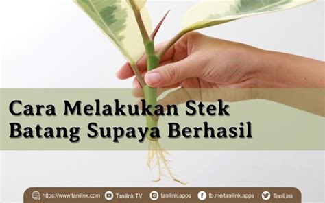 Ingin Melakukan Stek Batang Ini Pakemnya