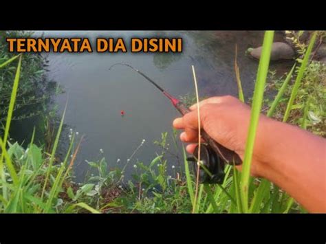 Ketika Mulai Putus Asa Mancing Ikan Wader Ternyata Dapat Rejeki Ikan