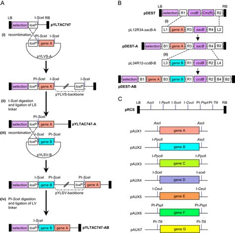 Figure 1 From Update On Multiple Gene Expression Systems In Plants