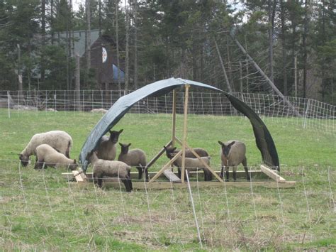 Building Simple Sheep Shelters Sheep Shelter Livestock Shelter Goat