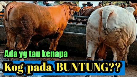 Ada Sapi Buntung Di Pasar Ambarketawang Youtube