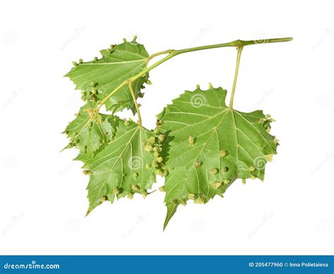 Galls Of Phylloxera Viteus Vitifoliae On Grape Vine Leaf Damaged