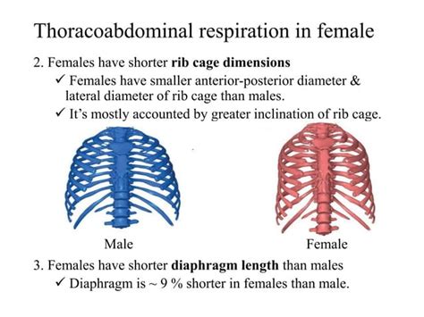 Anatomical Basis For Respiration In Female Vs Male Ppt