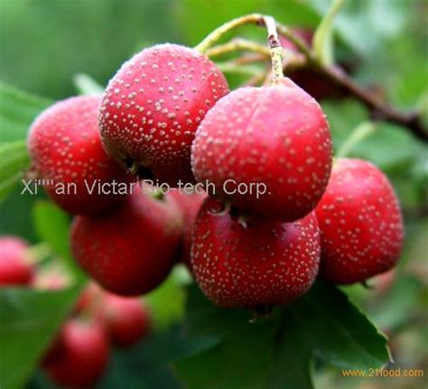 Hawthorn Fruit Extract from China Selling Leads -21food.com