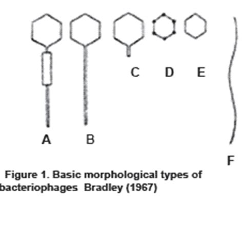 Characteristics of bacteriophages