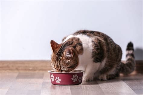 La Comida Casera Para Gatos Es Una Buena Opci N