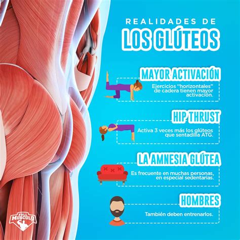 Musculos De Gluteos