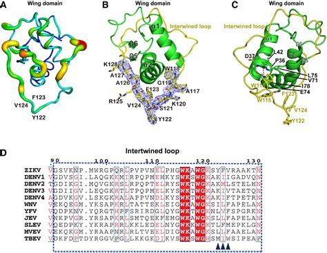 Contribution Of Intertwined Loop To Membrane Association Revealed By