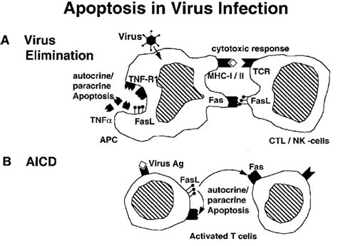 Potential Roles Of Fas And Tnf R Apoptosis Molecules In Virus