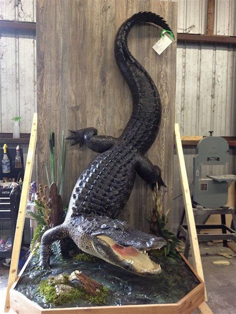 Taxidermy Alligator Full Body Mounts