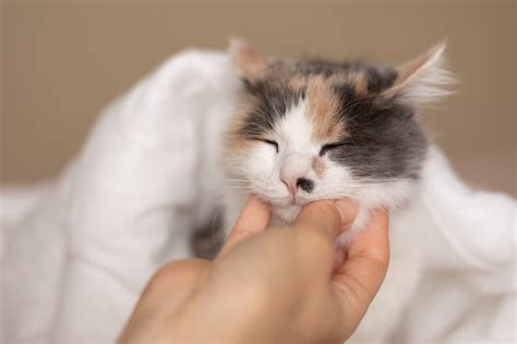 Veja Como Descobrir A Idade De Um Gato