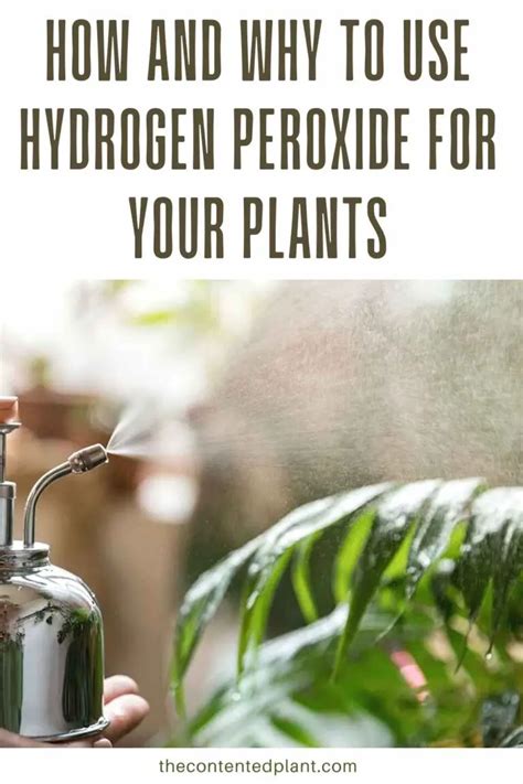 How To Use Hydrogen Peroxide For Plants The Contented Plant