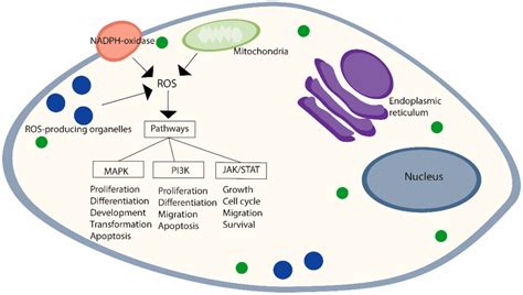 Ros Mediated Activation Of Cell Signaling Pathways Major Sites Of