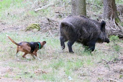 Jagdhundeausbildung Im Wildschweingatter Teil Deutscher Jagdblog De