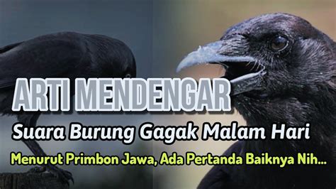 Tenang Jangan Takut Arti Mendengar Suara Burung Gagak Di Malam Hari