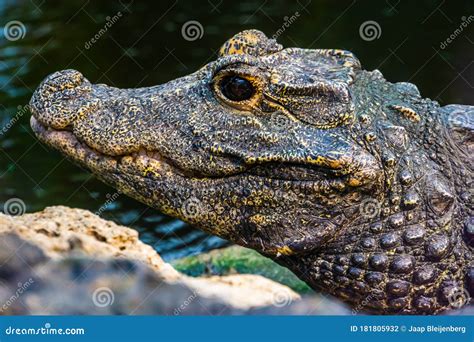 La Cara De Un Cocodrilo Enano Africano En Una Especie De Reptil