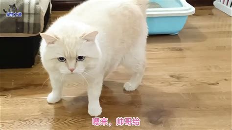 主人给猫换了新奶，胖公猫不愿喝母猫上爪就打，公猫的眼神亮了 Youtube