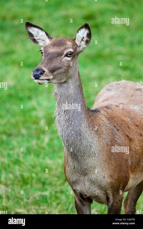 Red Hind Deer Hi Res Stock Photography And Images Alamy