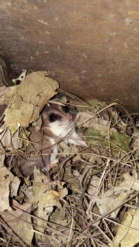 Chacoan Pygmy Opossum Chacodelphys Formosa · Inaturalist