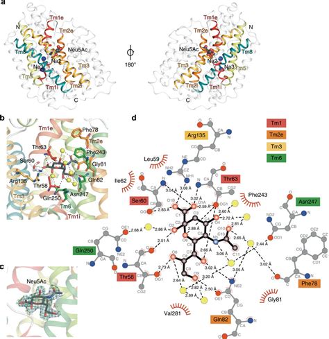 Overall Architecture And The Sialic Acid Binding Site Of Siat A Download Scientific Diagram