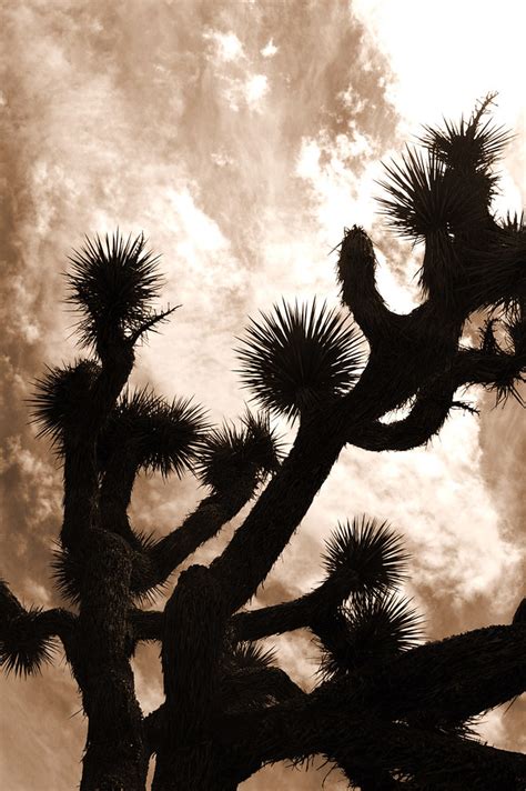 Joshua Tree Joshua Tree Nat Park Ca Jj Ruiz Flickr