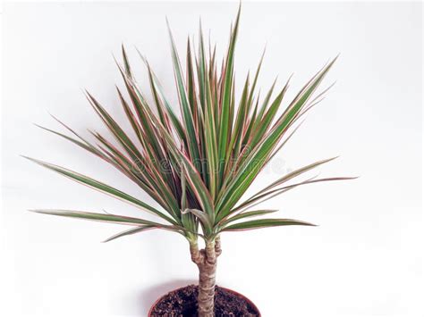 Dracaena Vermelho Afiado Planta Marginata Fundo Branco árvore