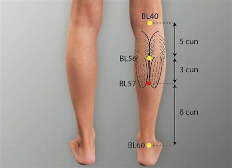 Bl 57 Chengshan Bladder Meridian Acupuncture Point Acu Meridian