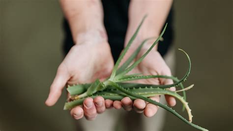 Aloe Vera El Secreto Post Verano Para Recuperar La Piel