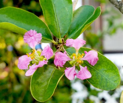 Barbados Cherry Tropical Pink Flowering Sour Fruit Bearing Live Tree