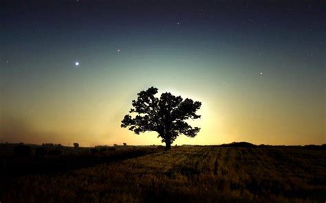 photography, Landscape, Nature, Night, Field, Trees Wallpapers HD ...