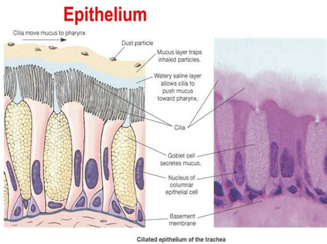 Respiratory Epithelium Wikipedia