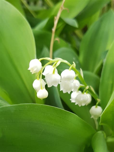 Convallaria majalis Maiglöckchen Maieriesli Flora di Berna