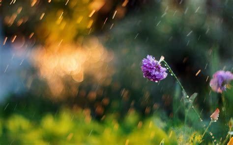 Wallpaper Sunlight Nature Grass Rain Green Pollen Blossom