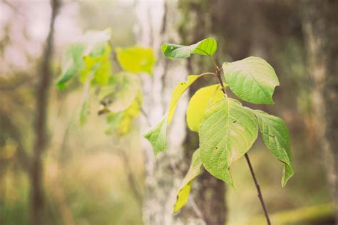 Fotos gratis árbol naturaleza bosque rama luz de sol hoja verde