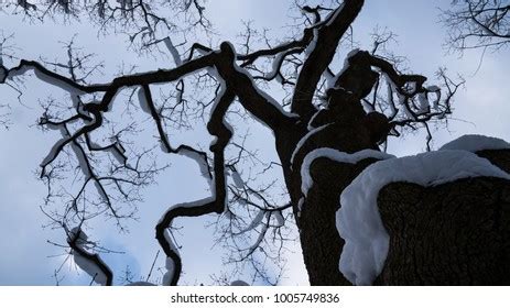 Naked Branches Tree Grey Sky Clouds Stock Photo 595010852 Shutterstock